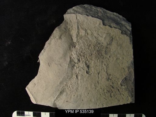 undet. Ostracoda