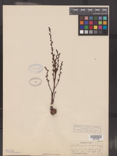 Epifagus virginiana