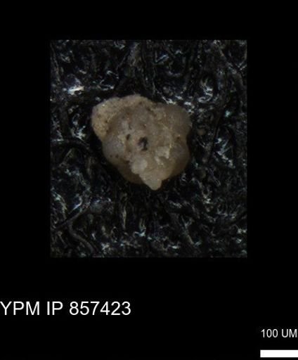 undet. Foraminiferida