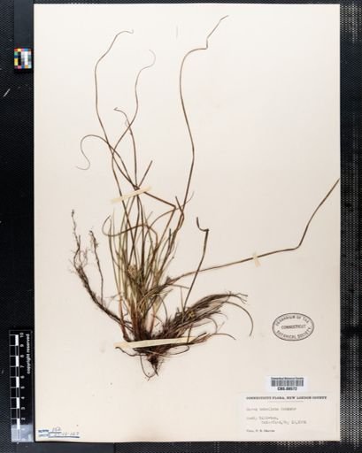Carex umbellata