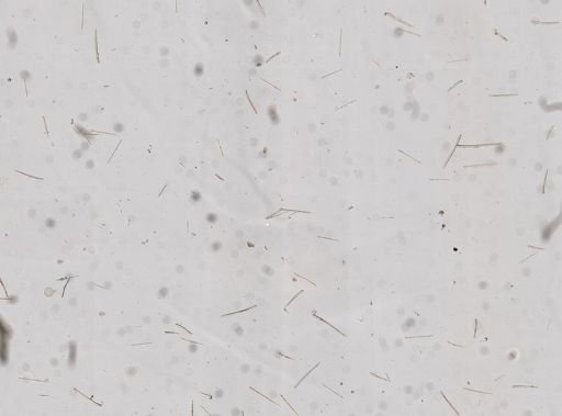 Clathria brepha