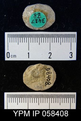 Dalmanella subcarinata