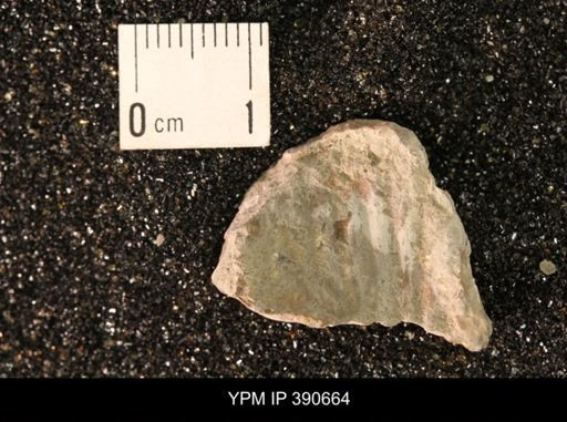 undet. Scaphitidae