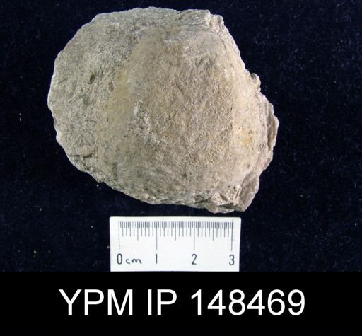 Pustula nebrascensis
