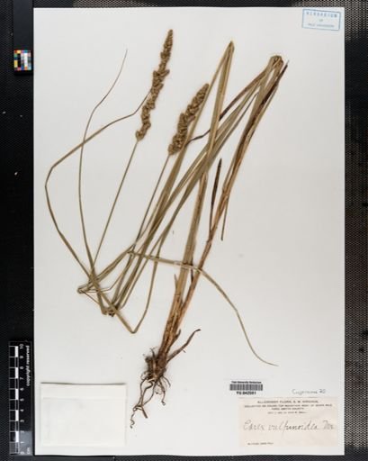 Carex vulpinoidea
