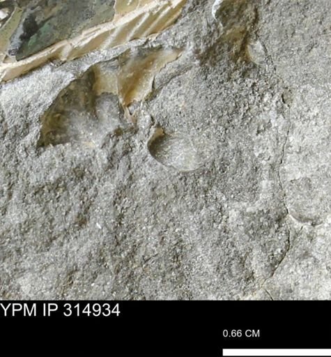 undet. Scaphitidae