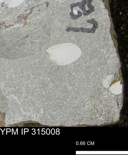 undet. Bivalvia