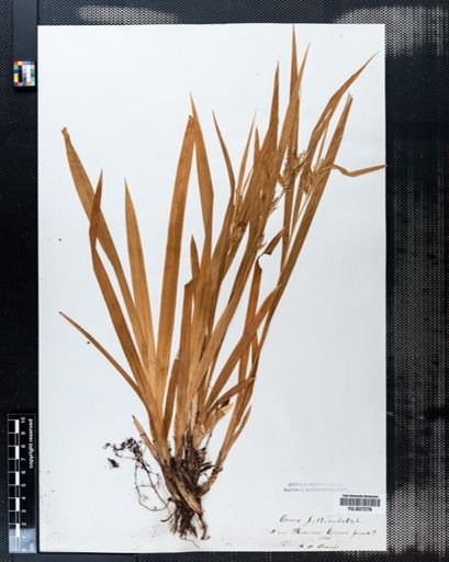 Carex folliculata