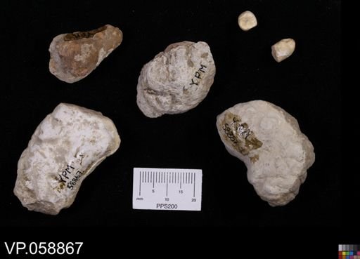 undet. Vertebrata