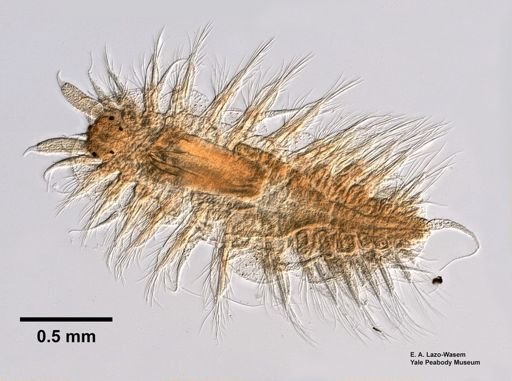 Polynoidae