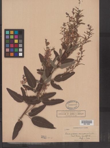 Desmodium canadense