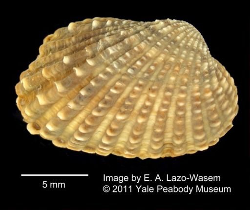 Cardita floridana