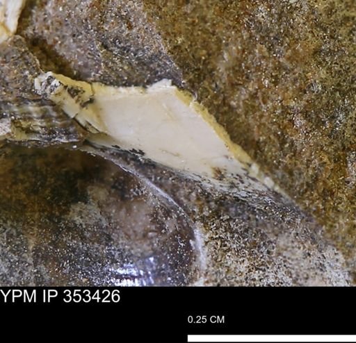 undet. Bivalvia