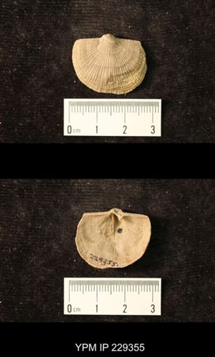Derbya crassa texana