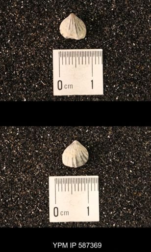 Camarotoechia whitei