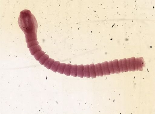 Bothriocephalus rugosus