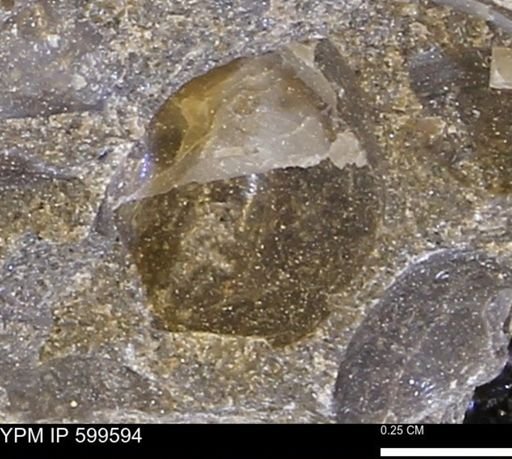 Protocardia subquadrata