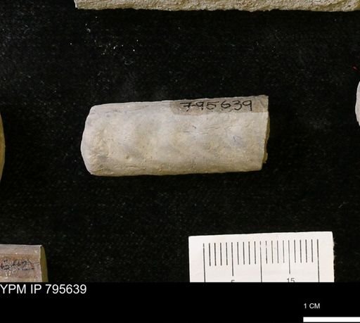 Baculites sp.