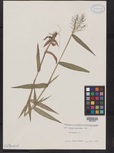 Panicum microcarpon