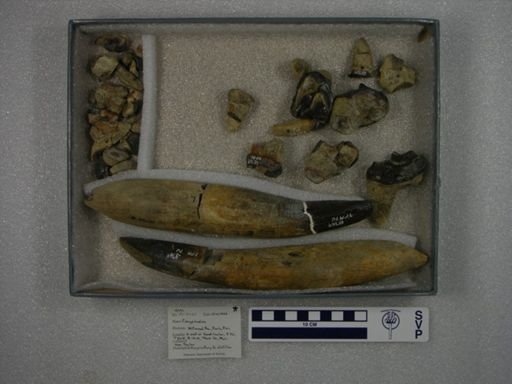Coryphodon sp.