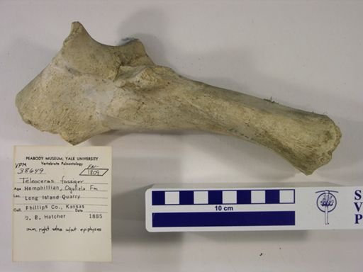 Teleoceras fossiger