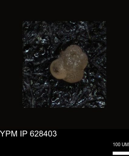 undet. Foraminiferida