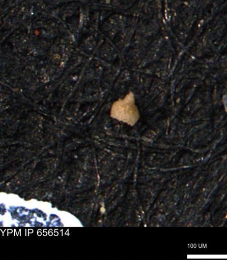 Clathrocyclas (Clathrocyclas) irrasa