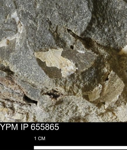 undet. Bivalvia
