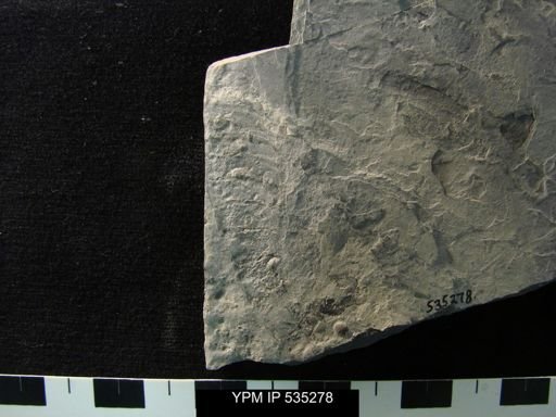 undet. Eurypterida