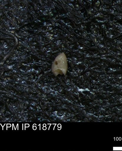undet. Foraminiferida