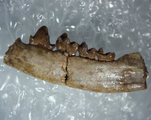 Adapisoricidae