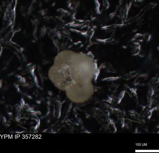 undet. Foraminiferida