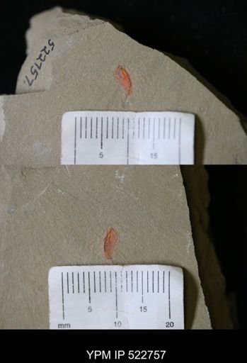 Chelicerata