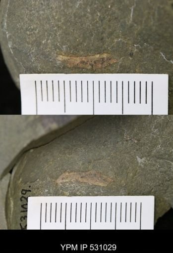 undet. Annelida