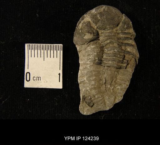 Phacops rana