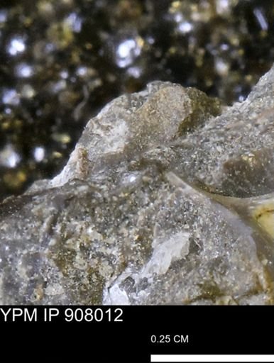 undet. Mollusca