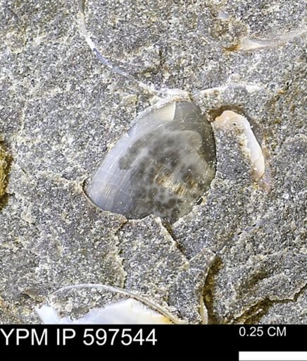 Protocardia sp.