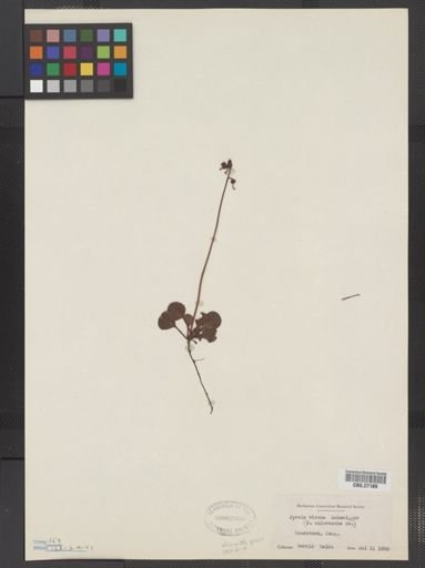 Pyrola virens