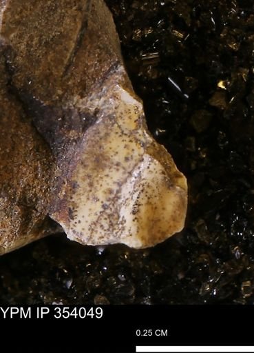 undet. Bivalvia