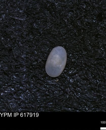 undet. Ostracoda