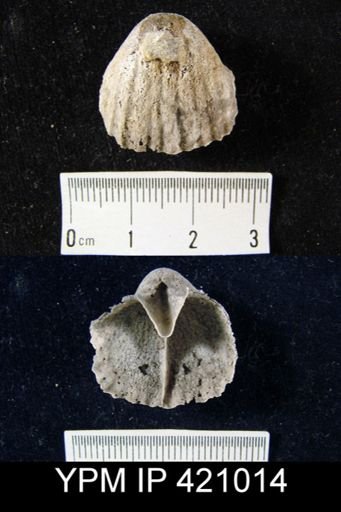 Sieberella coeymanensis