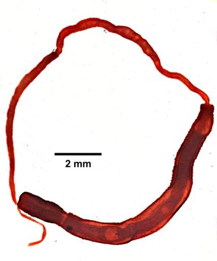 Tubulanus sp.