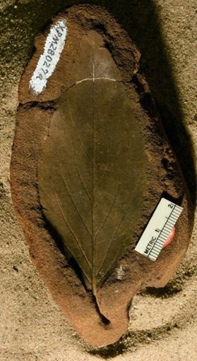 Ficus inaequalis