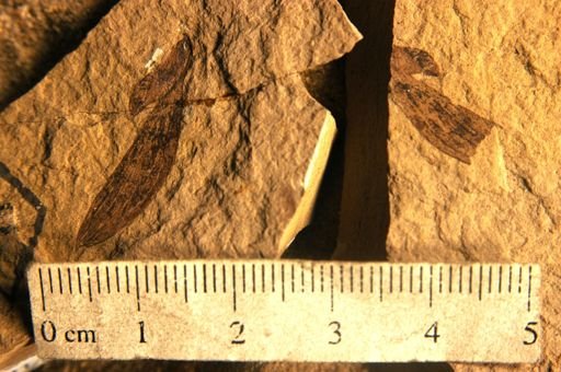 Cercidiphyllum arcticum