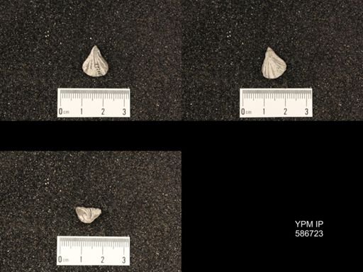 Rhynchotreta americana