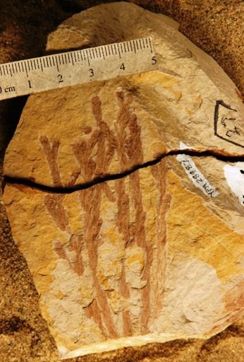 Glyptostrobus oregonensis