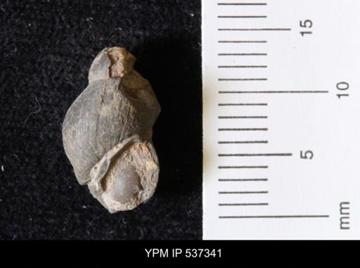 Goniobasis ortmanni
