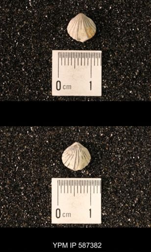 Camarotoechia whitei