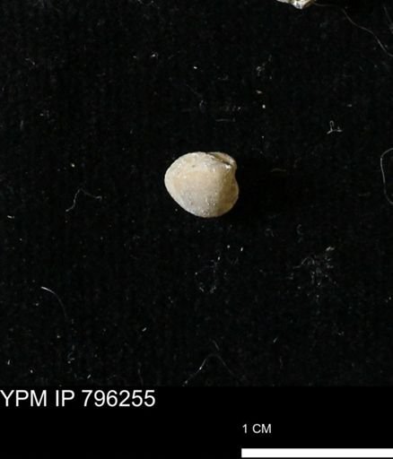 Protocardia subquadrata