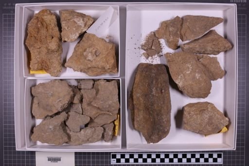 mixed taxa, stratigraphic collection